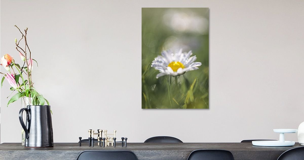 Daisy in the sun with drops by Patricia van Kuik on canvas, poster